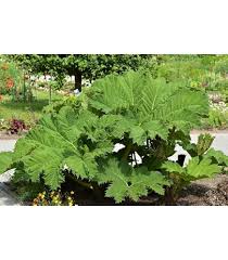 Image result for Gunnera perpensa