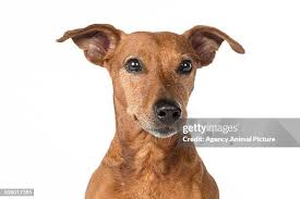 Dog On White 07 High-Res Stock Photo