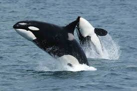 Killer Whale Wikipedia