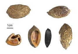 Image result for Canarium