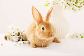  Gambar Kelinci Cantik Dari Kumpulan Gambar Kelinci Imut Dan Lucu Pets Rabbit Rabbit Facts