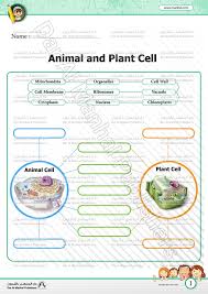 Worksheets are plant and animal cells animal and plant cells work the einle picture. Animal And Plant Cell Science Worksheets