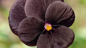 Simple purple and pink flowers acrylic painting on a black background. Black Flowers Foliage Garden Gate