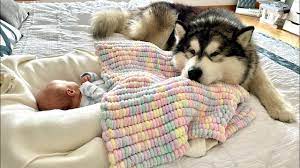 Adorable Giant Husky Protects Newborn Baby! Love At First Sight! (Cutest  Ever!!) - YouTube