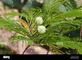 Image result for Acacia angustissima