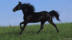 صور احصنة بيضاء وسوداء 2019 صور حصان اسود صور حصان ابيض عالية الجوده horses black horses horse background