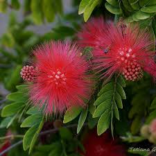 Image result for Calliandra haematocephala