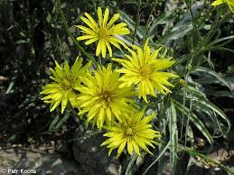 Image result for Pseudopodospermum hispanicum