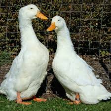 Beef, pork, lamb, duck, poultry, foie gras, caviar, bacon Jumbo Pekin Ducklings Purely Poultry