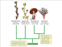 Index Of Images Kingdoms Fungi Kingdom Fungi Fungi Study Biology