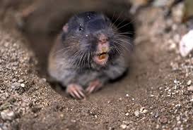How to get rid of gophers in your yard. Solutions Removing Gophers From Your Garden Sloat Garden Center