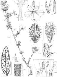 Image result for Crabbea kaessneri