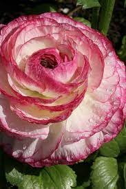 Ranunculus 1 Beautiful Flowers Amazing Flowers Pretty Flowers