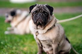 Caracteristicas De La Raza Pug O Carlino