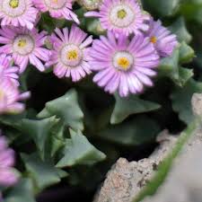 Image result for Lampranthus