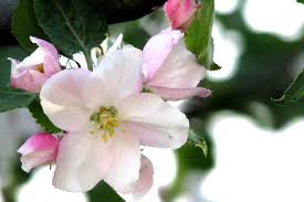 Wir erklären ihnen hier, wann die pflanzen in blüte stehen. Apfel Lexikon Nutzpflanzen Transgen De