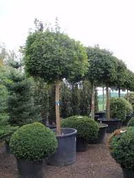 Acer Platanoides Globosum Kugel Ahorn Sehr Haufiger Kugelbaum In Deutschen Garten Auch In Vorgarten Sehr Beliebt Wegen Vorgarten Haus Baume Baume Garten