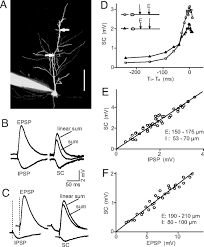 Medical definition of inhibitory postsynaptic potential: An Arithmetic Rule For Spatial Summation Of Excitatory And Inhibitory Inputs In Pyramidal Neurons Pnas