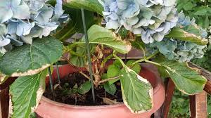 Pink hydrangea flowers turning brown. Dying Hydrangea Gardening Landscaping Stack Exchange