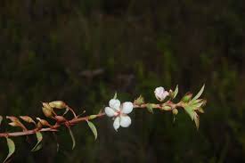 Image result for Sauvagesia erecta