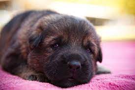 Welcome to temar german shepherds. German Shepherd Puppies For Sale Vom Banach K9