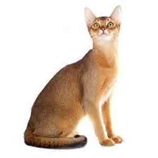 Learn more about this breed. Abyssinian Kittens For Sale By Reputable Breeders Pets4you Com