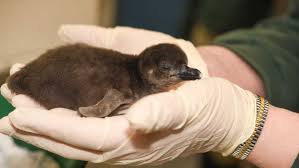 Hatched (2021) cast and crew credits, including actors, actresses, directors, writers and more. First Hatched Penguin Chick Of 2021 Named Ruby At Maryland Zoo