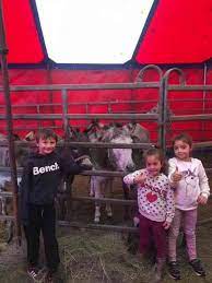 Der circus baroness ist in der stadt. Aktuelle Informationen Zum Tierheim Ilmenau Tierschutzverein Ilmenau
