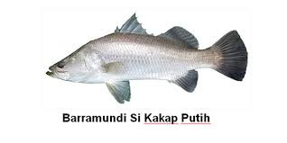 Alhamdulillah kita dapat ikan putih lagi gais. Barramundi Si Kakap Putih Sijorikepri Sijori Kepri