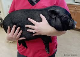 Basic Information Sheet Miniature Pig Lafebervet