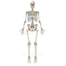 Learn and master human anatomy on kenhub. Skeleton Illustrations Medical Illustrations Of The Skeletal System Skull