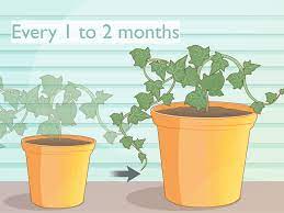 Just remember to make good, clean cuts and ensure the nodes are always submerged in fresh water. 4 Ways To Grow Ivy From Cuttings Wikihow