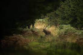 Petit film montrant le brame du cerf dans nos régions. Partez Ecouter Le Brame Du Cerf A Saint Hubert Ardennes Etape