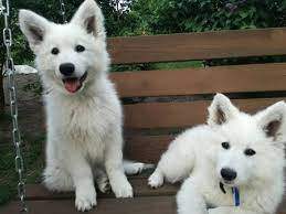 White shepherd puppies for sale australia. Stunning White Swiss Shepherd Puppies Maidstone Kent Pets4homes White Swiss Shepherd Cute White Dogs Shepherd Puppies