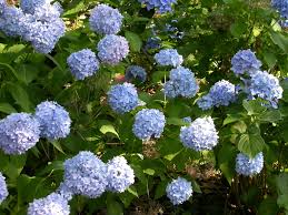 Few people ever thin out their hydrangeas, which can get very dense in a few years. Hydrangeas Alabama Cooperative Extension System