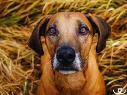 Image result for rhodéský ridgeback