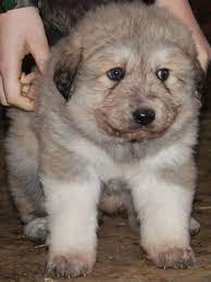 Puppies For Sale Near Me Find Your Puppy Vip Puppies Puppies For Sale Puppies Great Pyrenees Puppy