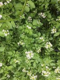 Image result for Nasturtium microphyllum