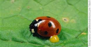 Нашествие божьих коровок, которые заполонили курорты краснодарского края, связано с пиком кривой для божьих коровок пищей являются мелкие гусеницы и клещи, которые сильно. Chem Polezna Bozhya Korovka I Kak Privlech Ee V Sad