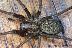 Image result for große winkelspinne biss haut reaktion