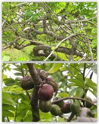 Siniguelas Spanish Plum Can T Point Out Enough Of The Similar Fruits Both Growing On Aruba And The Philippines Too Bad I Can T Find It Here In Holla Frutas