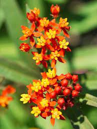 Pin On Florida Lawn Garden