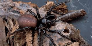 Funnel web spiders have fangs which point straight down and do not cross each other. Funnel Web Spider School Of Biomedical Sciences