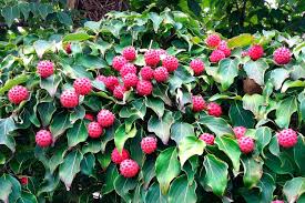 By chowhound editors | pasta salad is an ideal outdoor food but even the most perfect dish can get boring after a few months. Let S Jam These Landscape Plants Bear Edible Fruit Tbr News Media