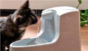 specializirovannoe nauchno prakticheskoe izdaniya dlya veterinarnyh vrachej i studentov veterinarnyh vuzov