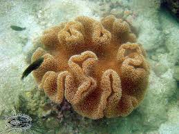 Image result for Sarcophyte
