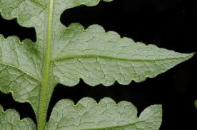 Image result for Blotiella