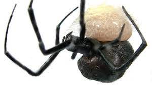 In these species, which include the black widow and redback, the large females will often devour the smaller males during sex—hence the widow in their names. Redback Spider Laying Eggs Making Web Egg Sac Educational Video Youtube
