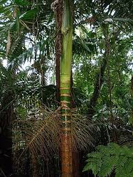 Image result for Pteronia acuminata