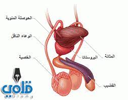 ما هي أعراض برد العظام. Ø¹Ù„Ø§Ø¬ Ø§Ù„ØªÙ‡Ø§Ø¨ Ø§Ù„Ø¬Ù‡Ø§Ø² Ø§Ù„ØªÙ†Ø§Ø³Ù„ÙŠ Ù„Ù„Ø±Ø¬Ù„ Ø¨Ø§Ù„Ø§Ø¹Ø´Ø§Ø¨ Ù‚Ù„Ù…ÙŠ